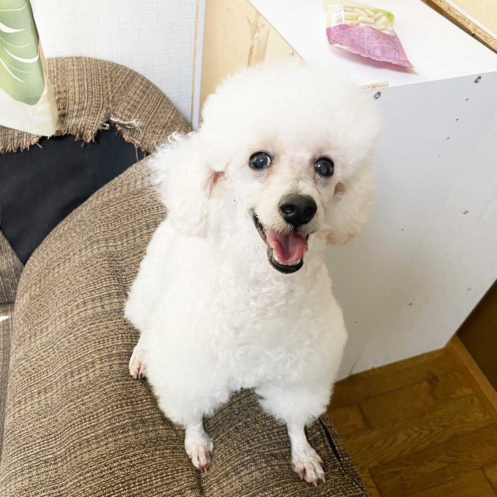 卒業犬グミちゃんの近況☆